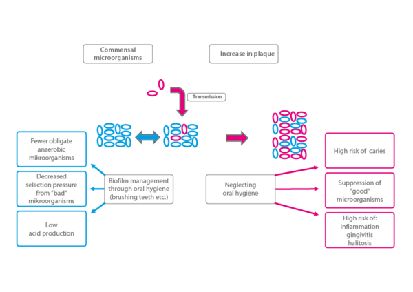 Figure 2: Toothpastes with hydroxylapatit help to keep the oral flora balanced (Meyer/ Enax 2018).
